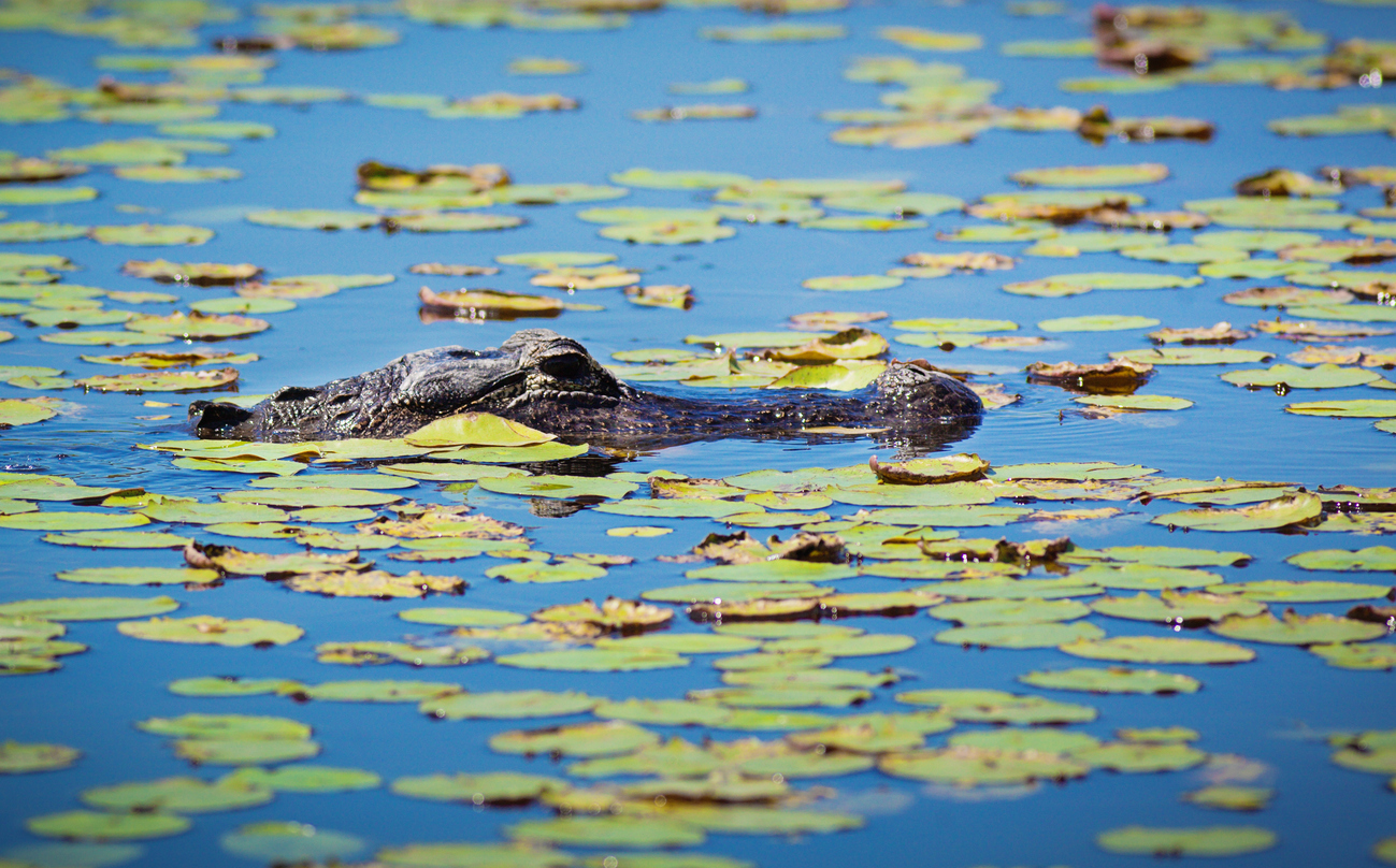 Everglades National Park of Florida, USA. Alligators floating and resting in among the water lili swamp wetland lake. Alligators and numerous wildlife and birds are common residents of the Everglades of Florida, a popular vacation and travel destination for nature and adventure travels. Photographed in horizontal format with copy space.